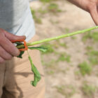Thorn and Leaf Stripper Flower Post-Harvest