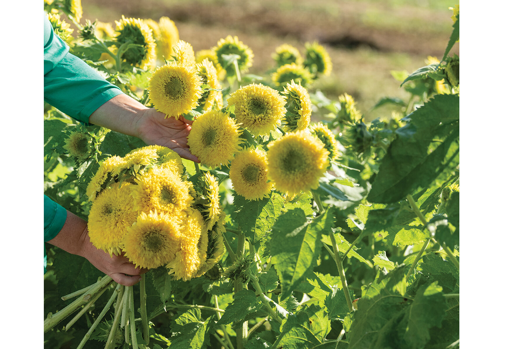 Dwarf sunflowers hotsell