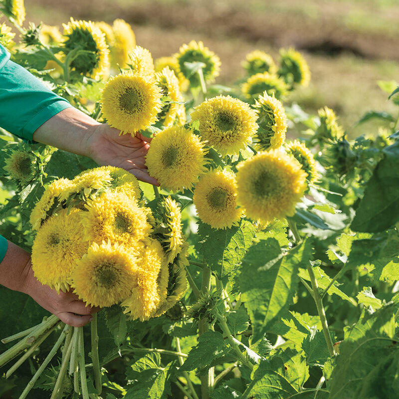 Gummy Bear Dwarf Sunflowers