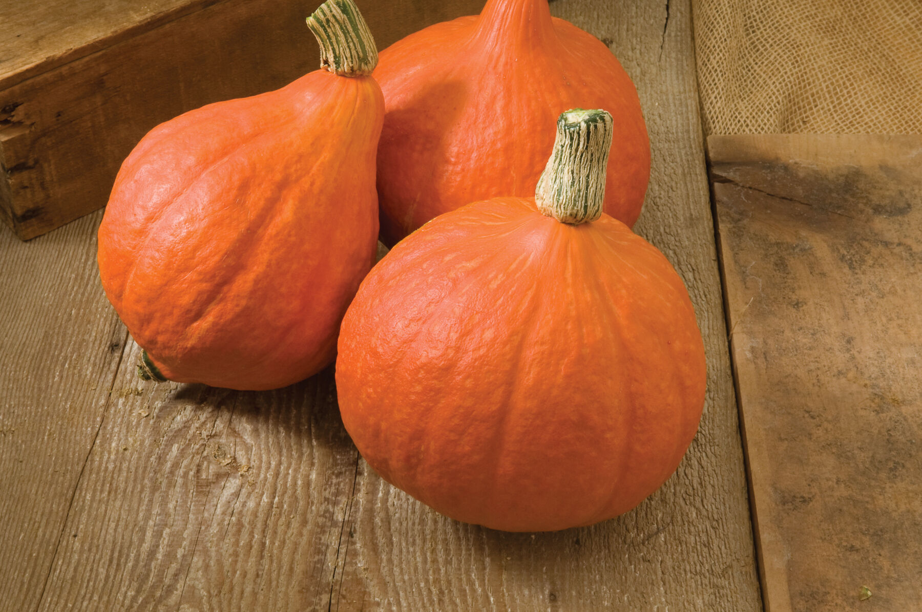 Red Kuri - Organic Hubbard Squash Seed | Johnny's Selected Seeds