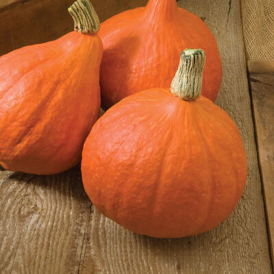 Red Kuri Winter Squash