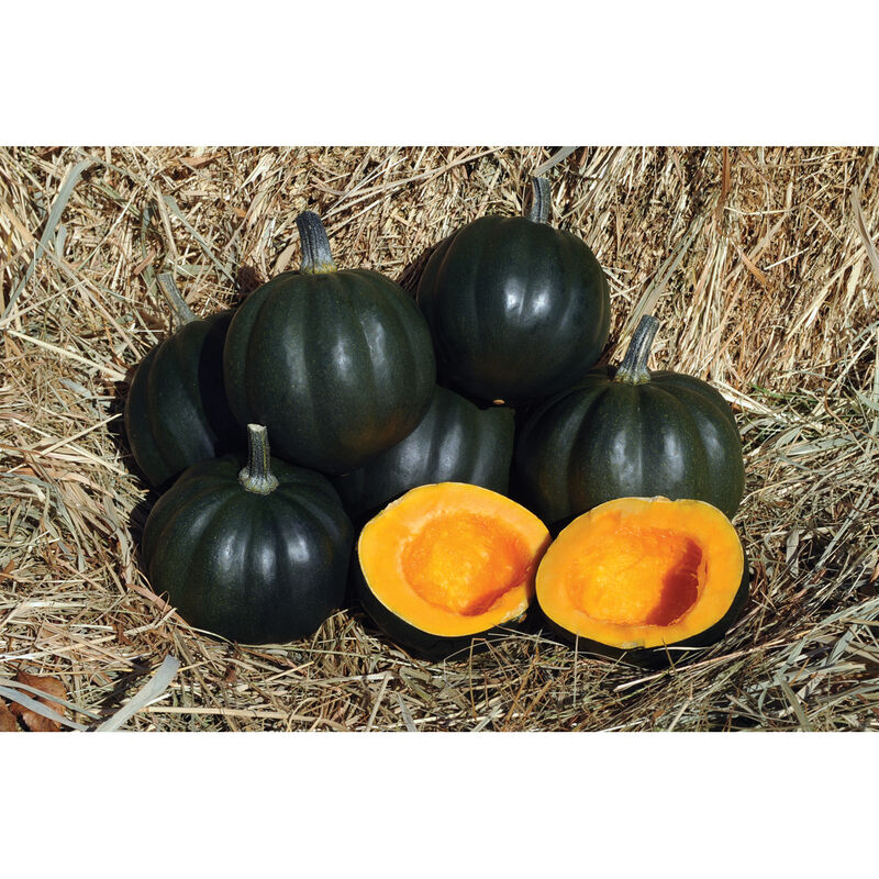 Honey Bear Winter Squash
