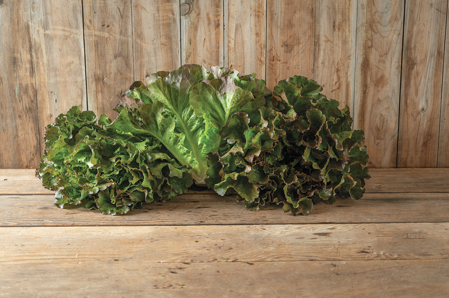 Johnny's Exclusive Seeds | Johnny's Selected Seeds