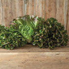 Purple Fusion Summer Crisp Lettuce (Batavia)