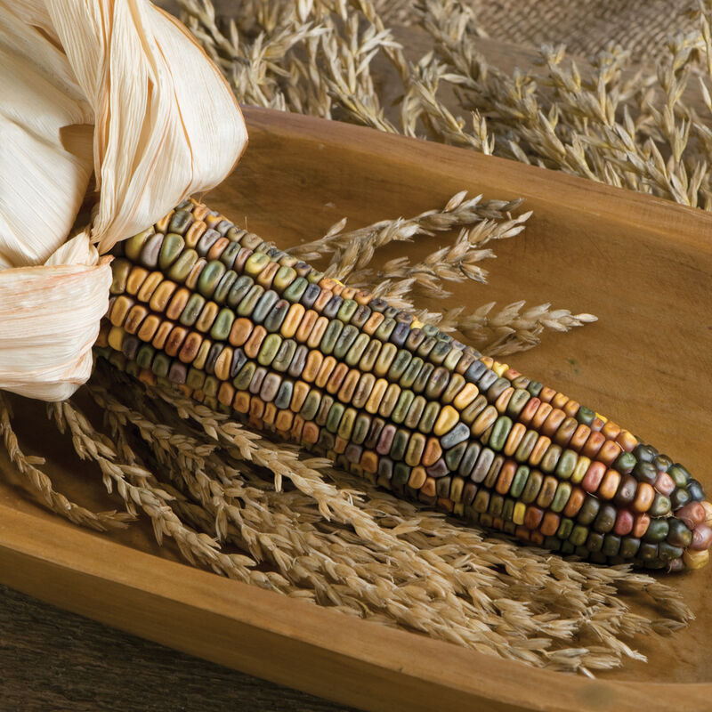 Earth Tones Dent Corn Seed Johnny's Selected Seeds