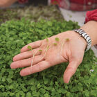 Arugula Microgreen Vegetables