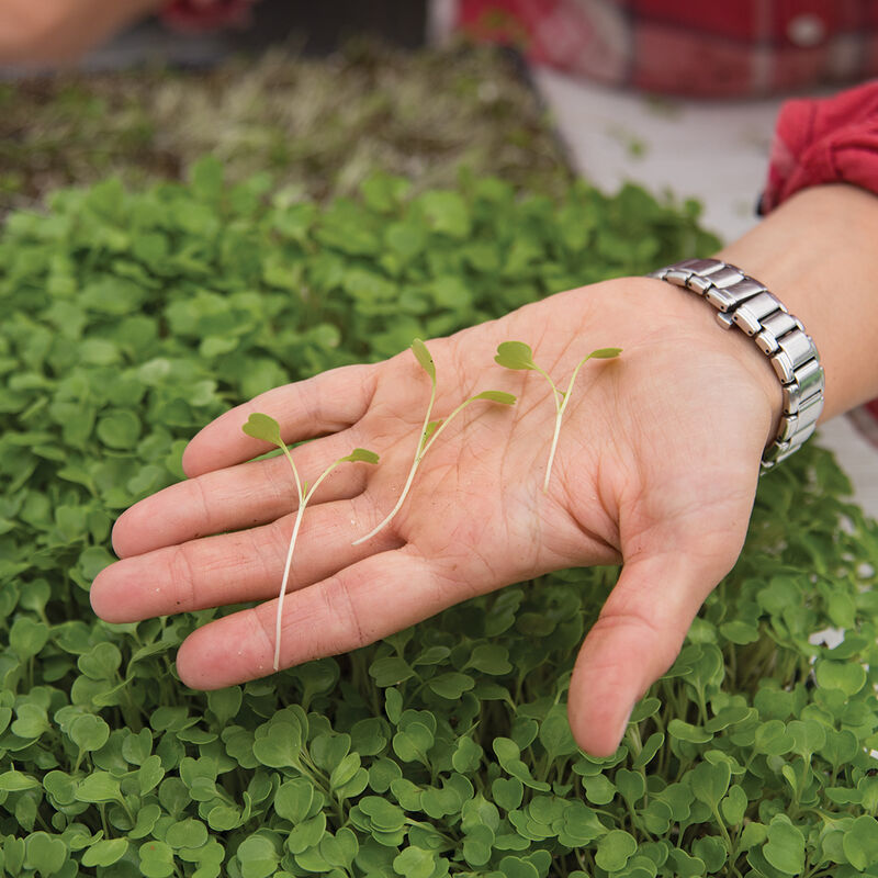 Arugula Microgreen Vegetables