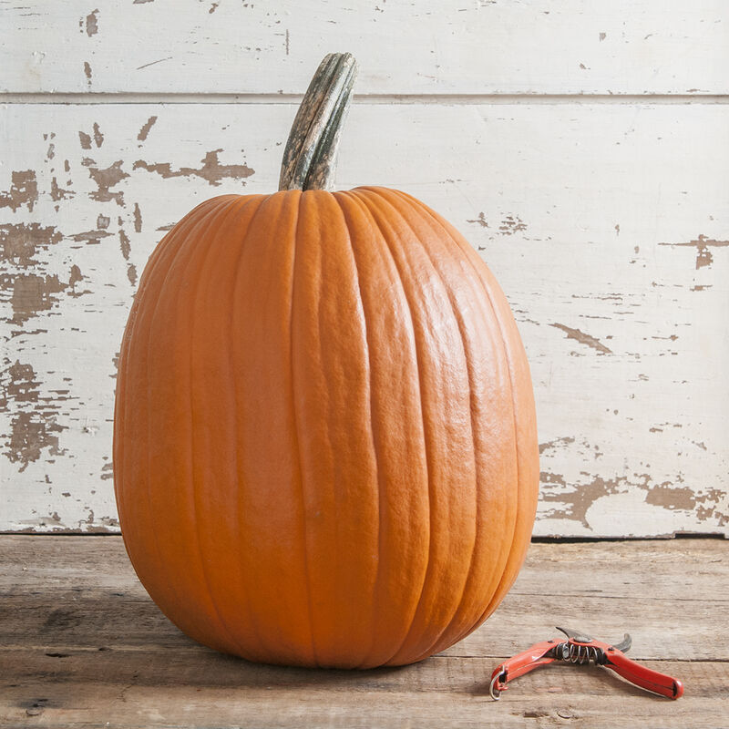 Champion F1 Pumpkin Seed Johnny S Selected Seeds Champion F1 Pumpkin Seed Johnny S Selected Seeds