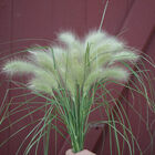 Feathertop Grasses, Ornamental