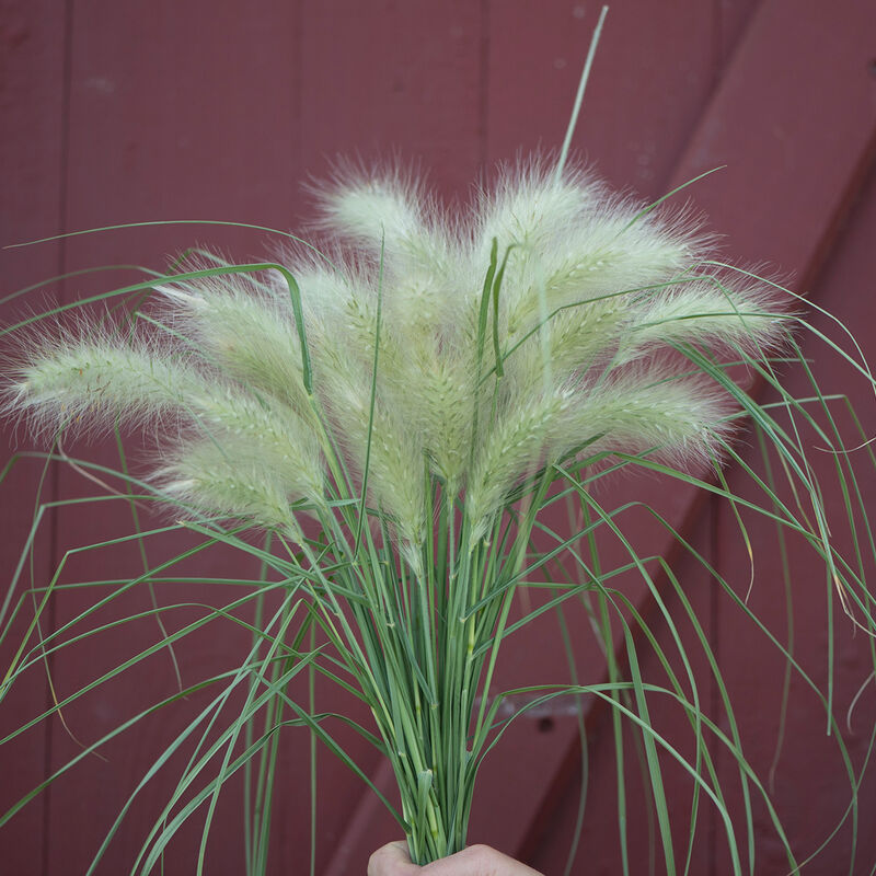 Feathertop Grasses, Ornamental