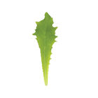 Clodia Endive