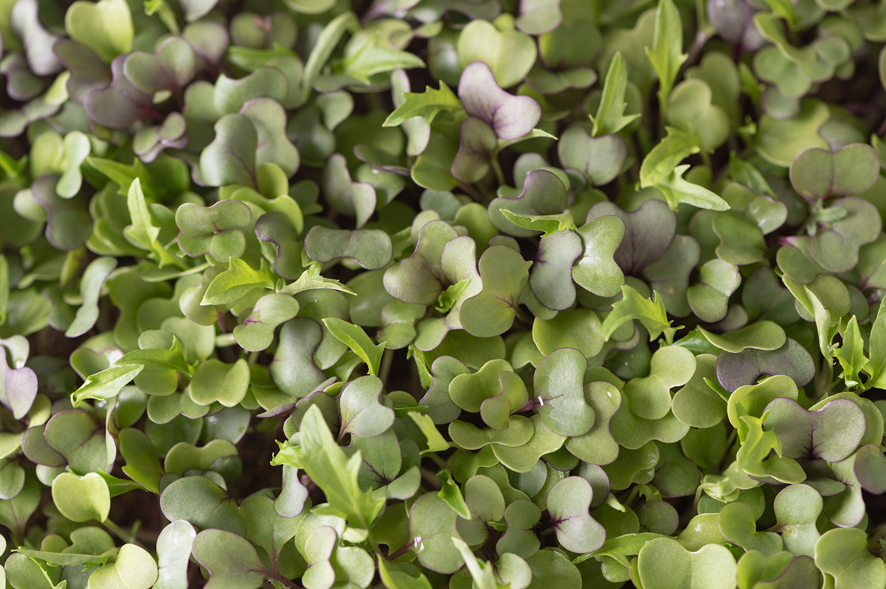 Mild Micro Mix Microgreen Mixes