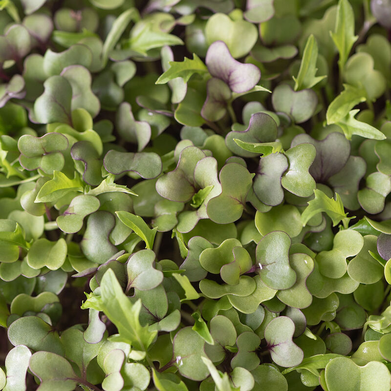 Mild Micro Mix Mild Micro Mix Microgreen Mixes