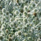 White Glitter Eryngium