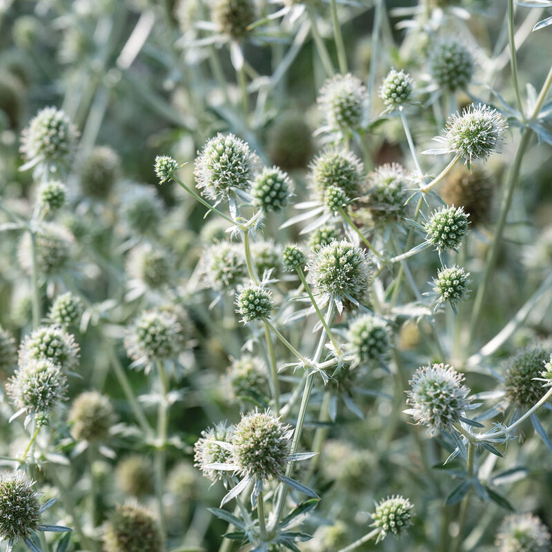 White Glitter Eryngium