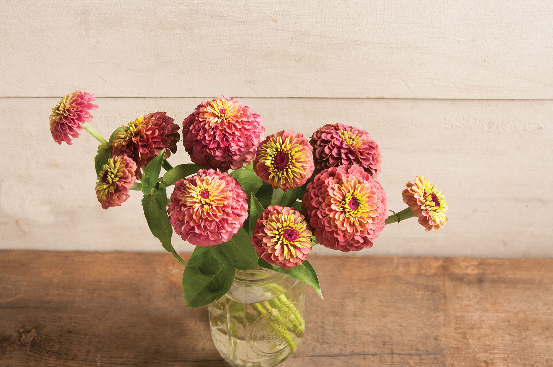 激安通販の Zinnias Series Queeny | Seeds Selected Johnny's カラーリング・白髪染め