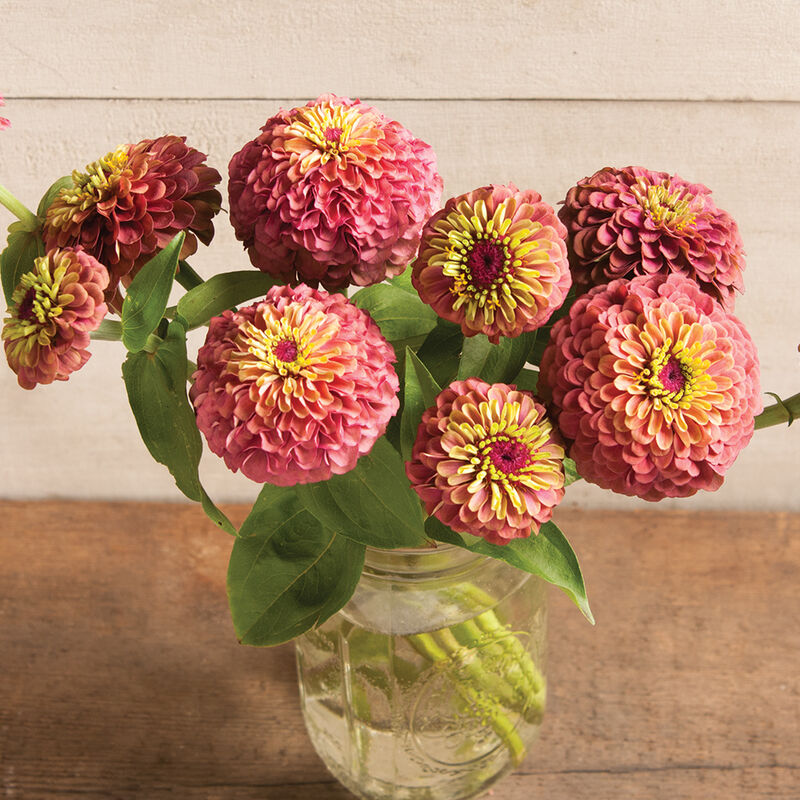 Queeny Red Lime Zinnias