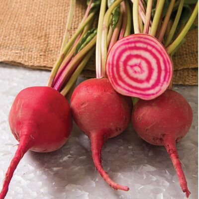 Chioggia Guardsmark Specialty Beets