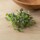 Kale, KX-1 Microgreen Vegetables