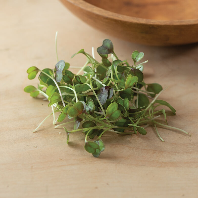Kale, KX-1 Microgreen Vegetables
