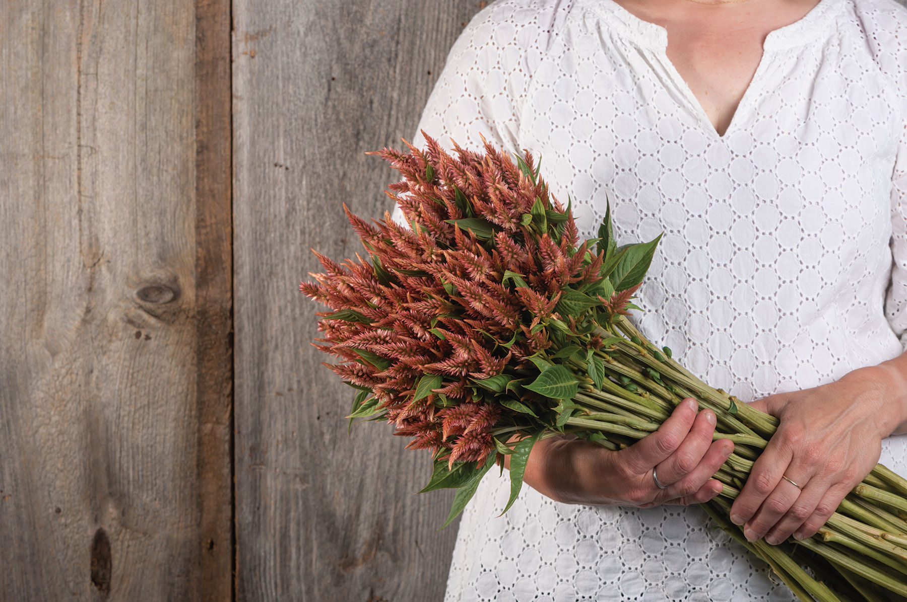 Celway™ Terracotta - Celosia Seed | Johnny's Selected Seeds