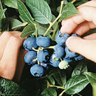 Northblue Blueberry
