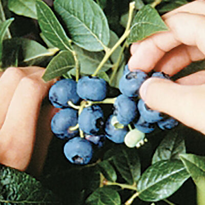 Northblue Blueberry