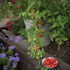 Tidy Treats Tidy Treats Cherry Tomatoes