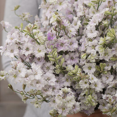 Fancy Smokey Eyes Fancy Smokey Eyes Larkspur