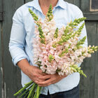 Costa Silver Snapdragon