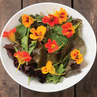 Salad Mix Collection Salad Mix Collection Lettuce Mixes