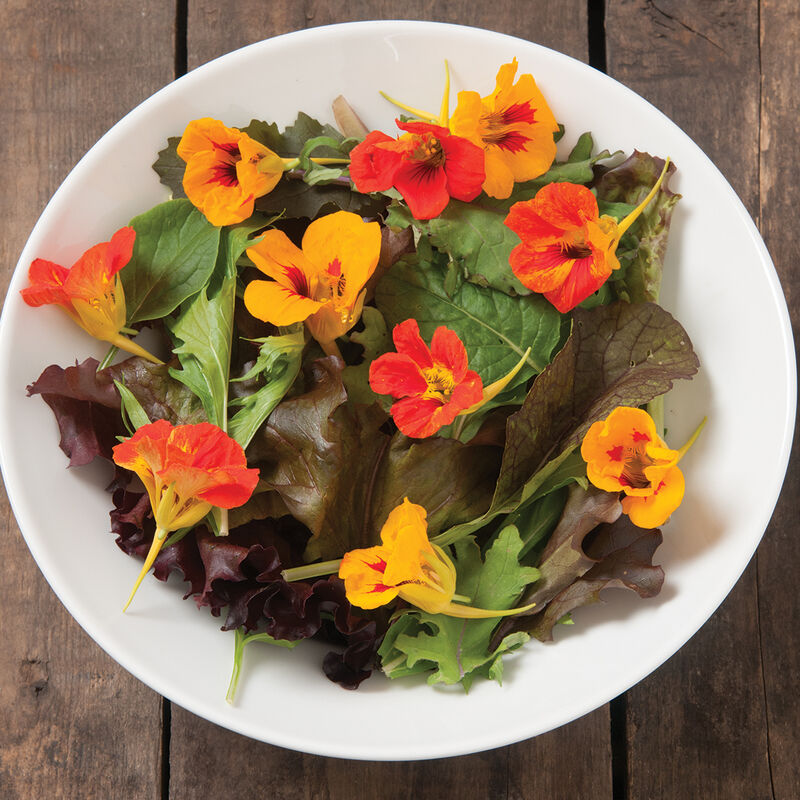 Salad Mix Collection Salad Mix Collection Lettuce Mixes
