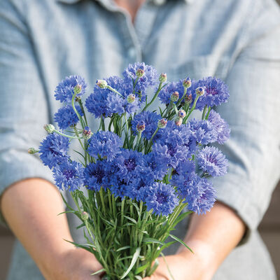 Tall Blue Boy Centaurea (Bachelor's Button)