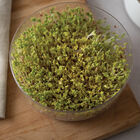 Broccoli, Sano Verde Max Sprouts