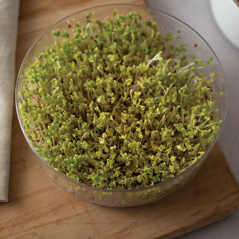 Broccoli, Sano Verde Max Sprouts