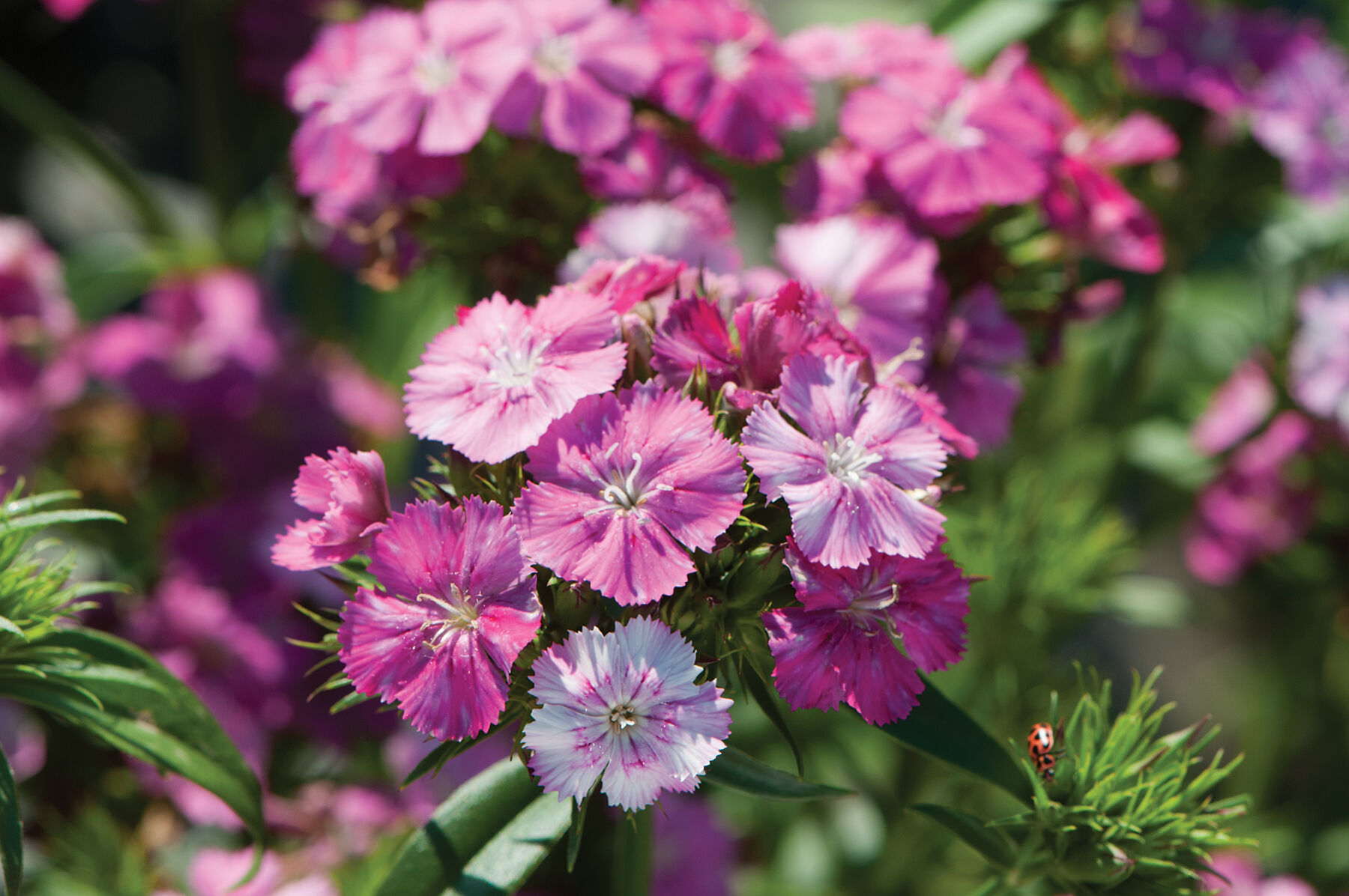Amazon Neon Rose Magic Pelleted Dianthus | Johnny's Selected Seeds