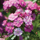 Amazon Neon Rose Magic Dianthus (Sweet William)