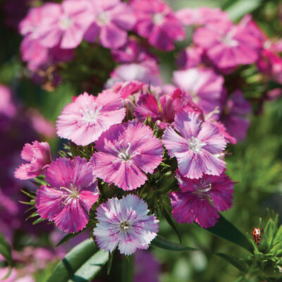 Amazon™ Rose Magic Dianthus (Sweet William)