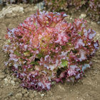 Salanova® Red Incised Salanova® Lettuce
