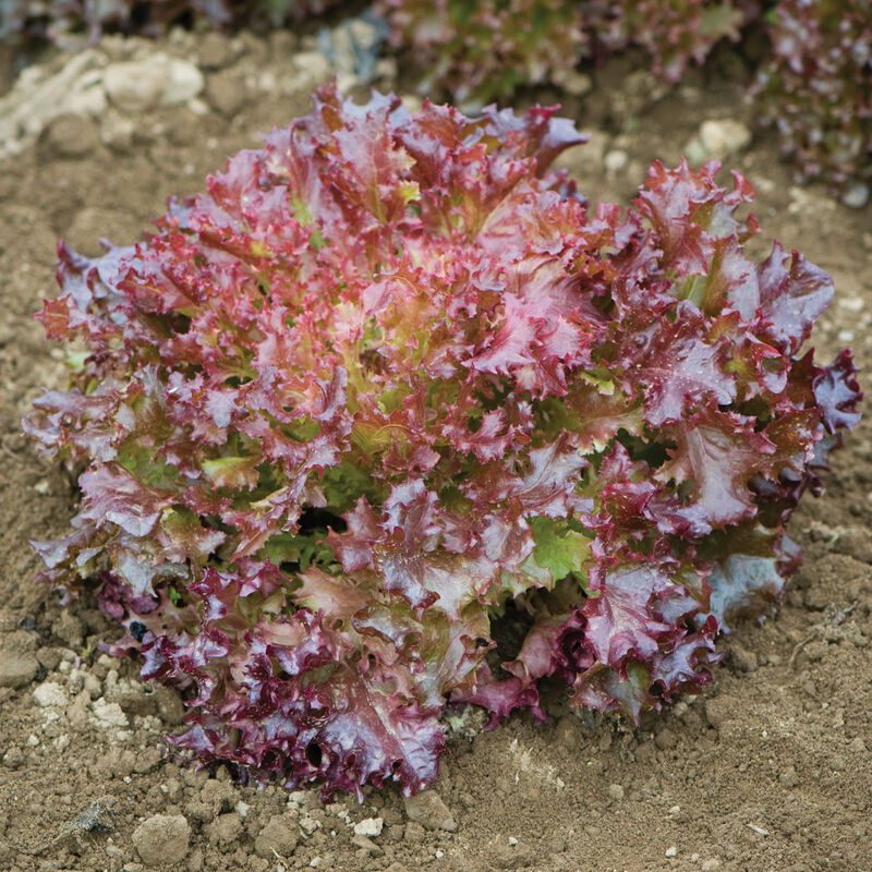 Salanova® Red Incised Salanova® Lettuce