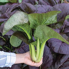 Shikibu Pac Choi (Bok Choy)
