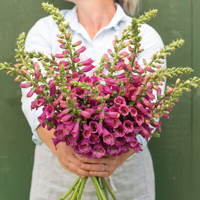 Camelot Rose Digitalis (Foxglove)