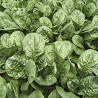 Sunangel Savoyed-Leaf Spinach