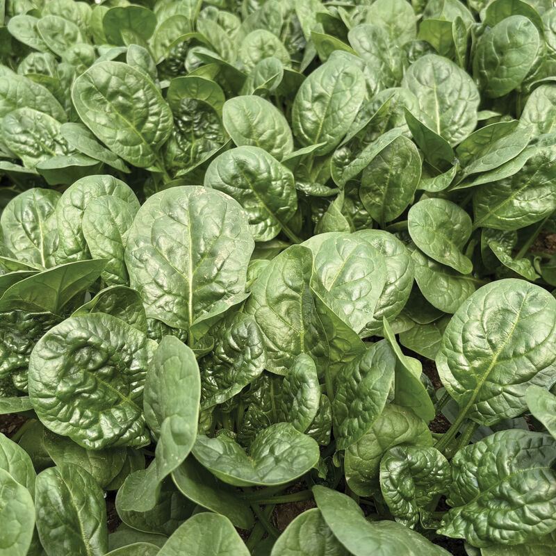 Sunangel Savoyed-Leaf Spinach