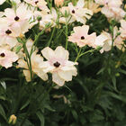 Butterfly™ Hestia® Ranunculus