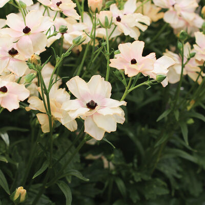 Butterfly™ Hestia® Ranunculus