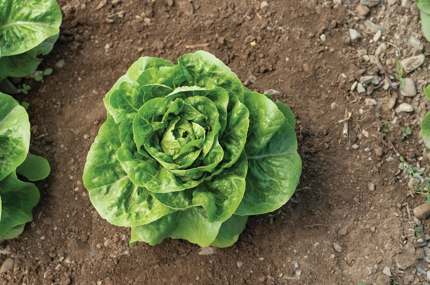 Xalbadora - Organic Pelleted Romaine Lettuce Seeds | Johnny's