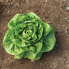 Xalbadora Romaine Lettuce (Cos)