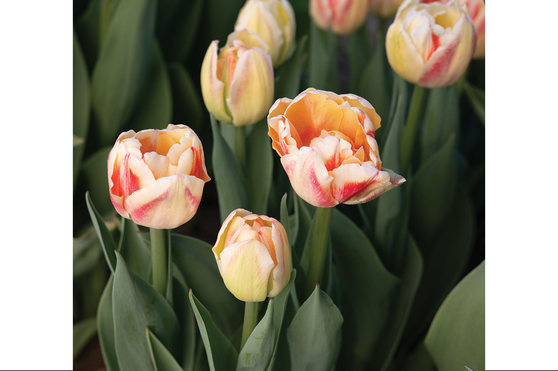 Flower Varieties in Shades of Peach | Johnny's Selected Seeds