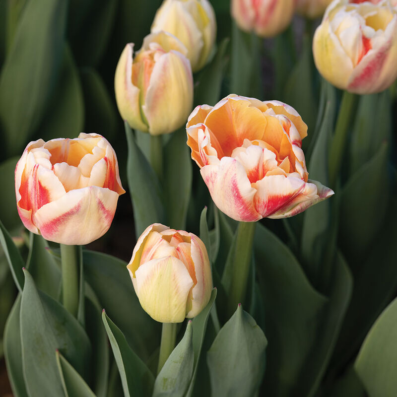 Bed of Roses&reg; Tulips